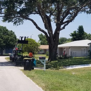 Tree Service Projects